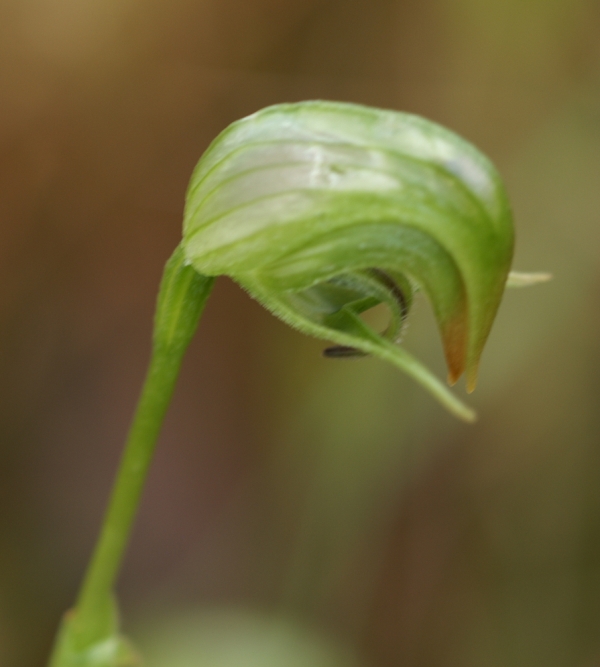 Pterostylis nutans